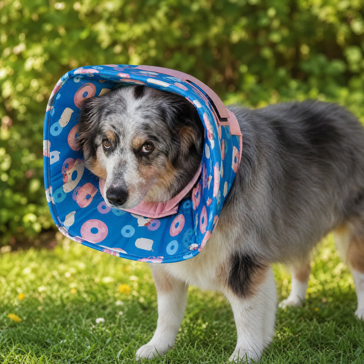 Cane all'aperto con collare elisabettiano morbido