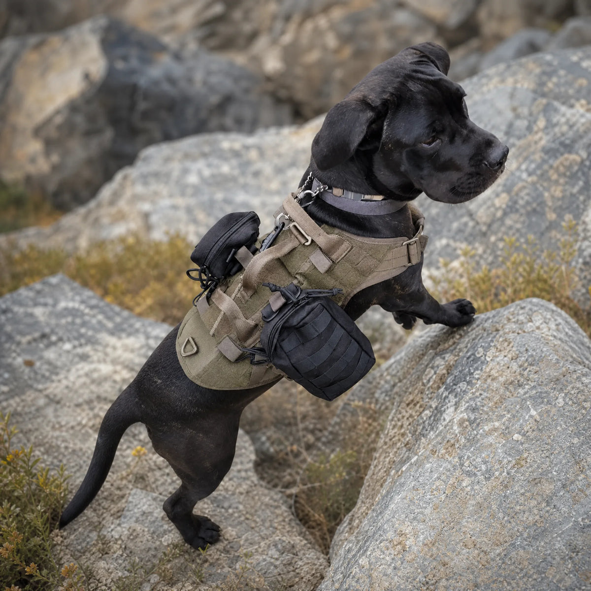 Pettorina tattica militare per cani kaki al parco