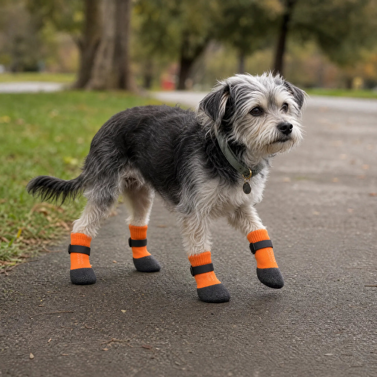 Cane al parco con calzini cane knit suola soft