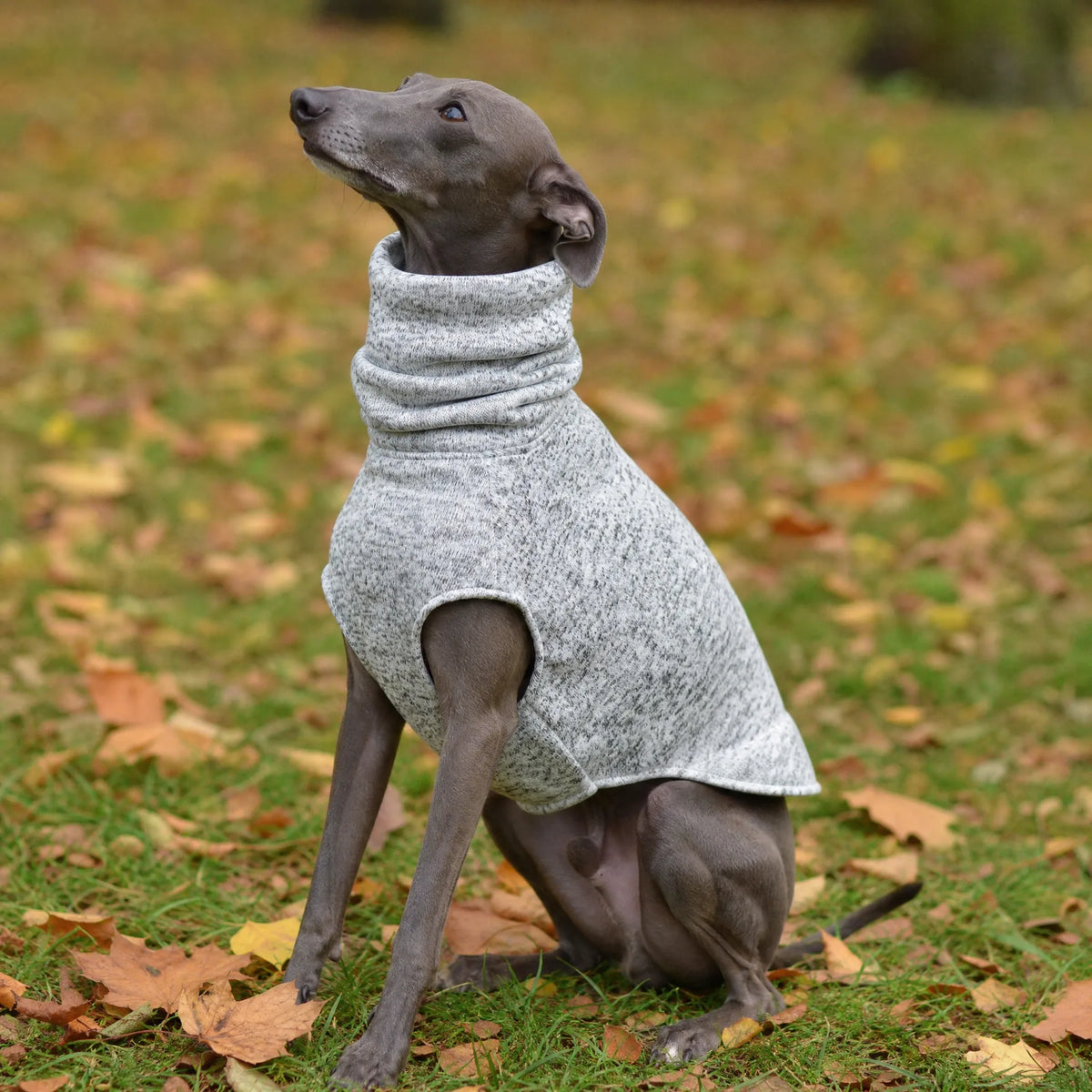 Whippet seduto con maglioncino pile mélange collo alto