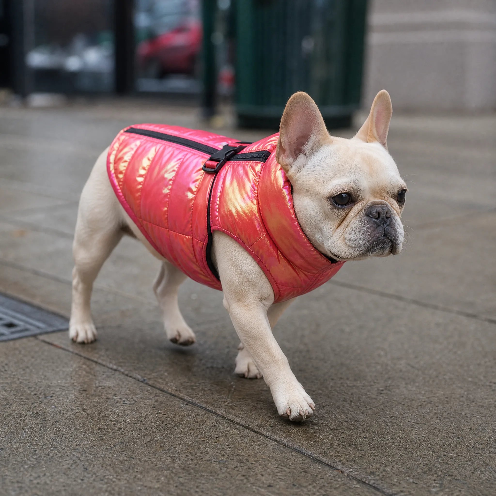 Bulldog francese con gilet iridescente rosa in città