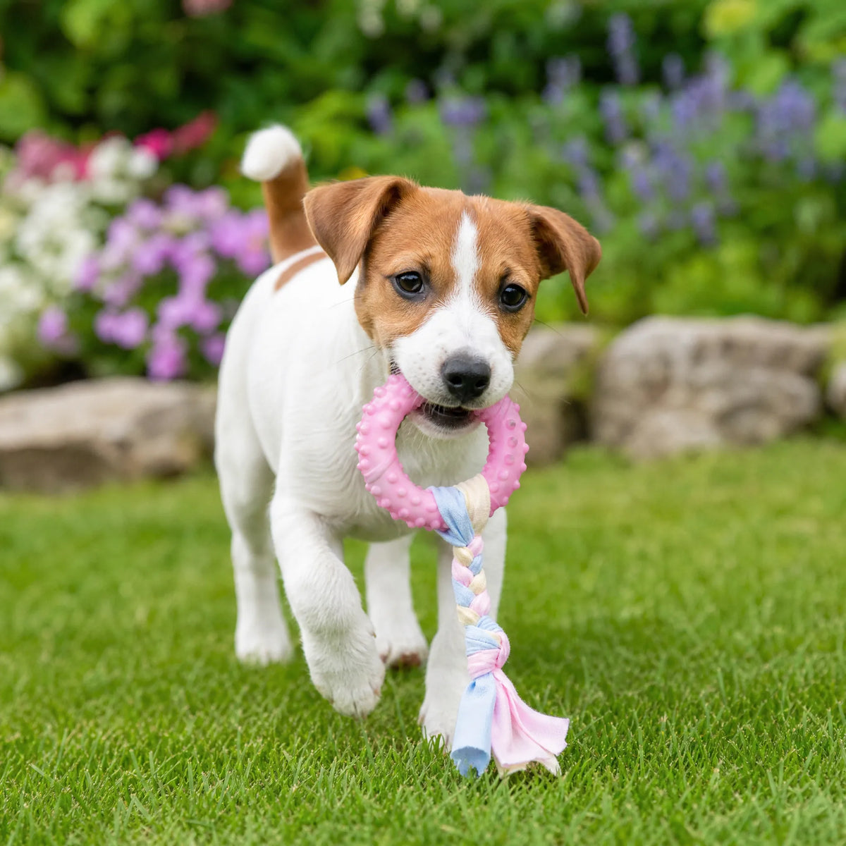 Cucciolo Jack Russell in giardino con anello rosa e treccia di stoffa del set giochi per cani cuccioli