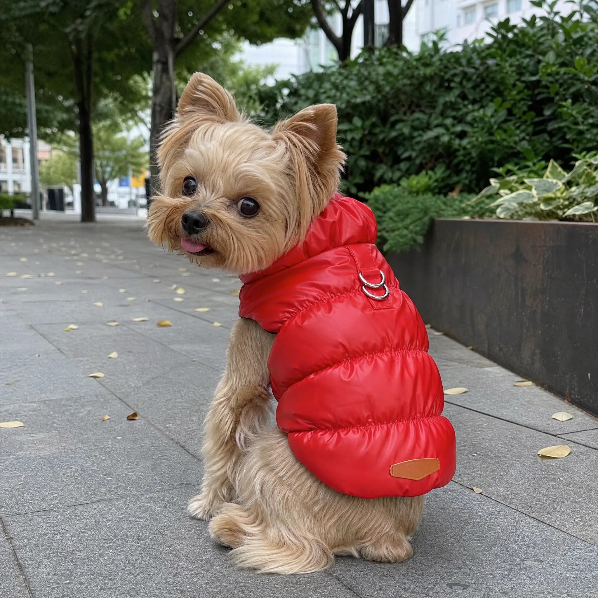 Cane in città con gilet piumino imbottito