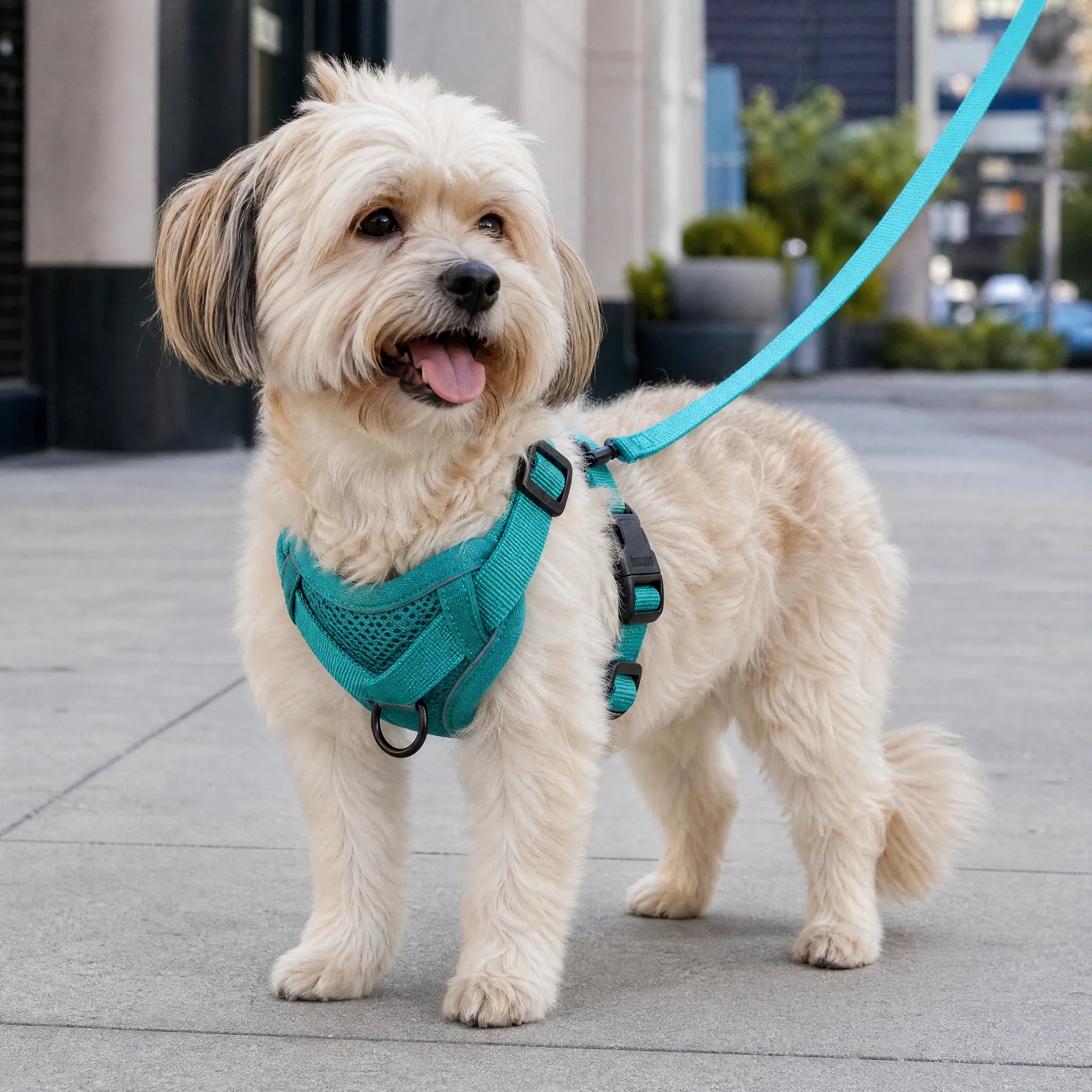 Cane a passeggio con pettorina mesh ad H e guinzaglio