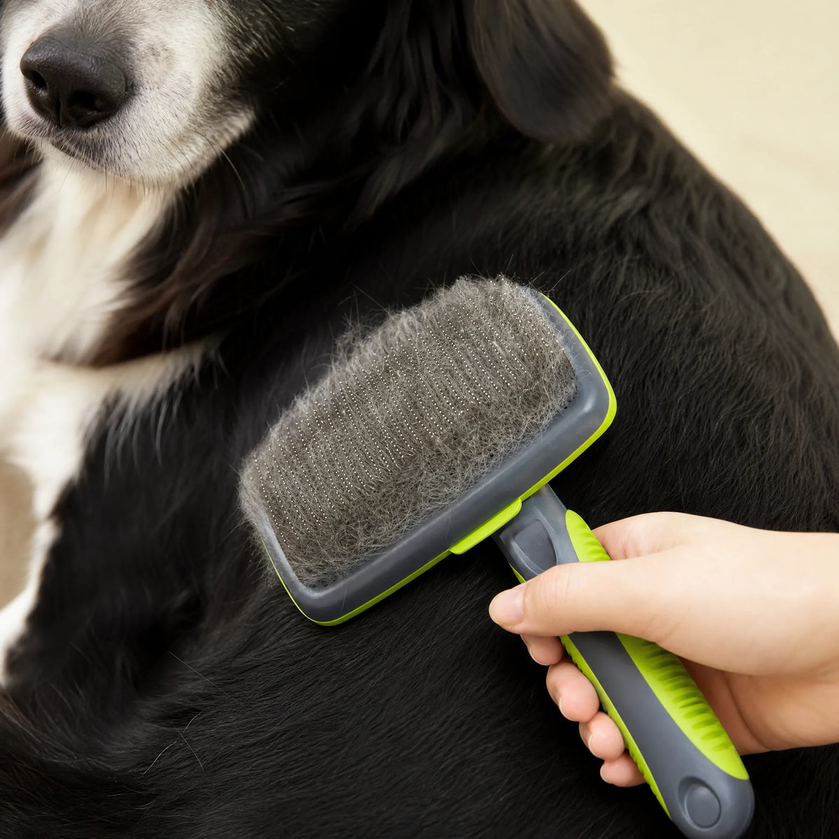 Toelettatura cane con spazzola autopulente