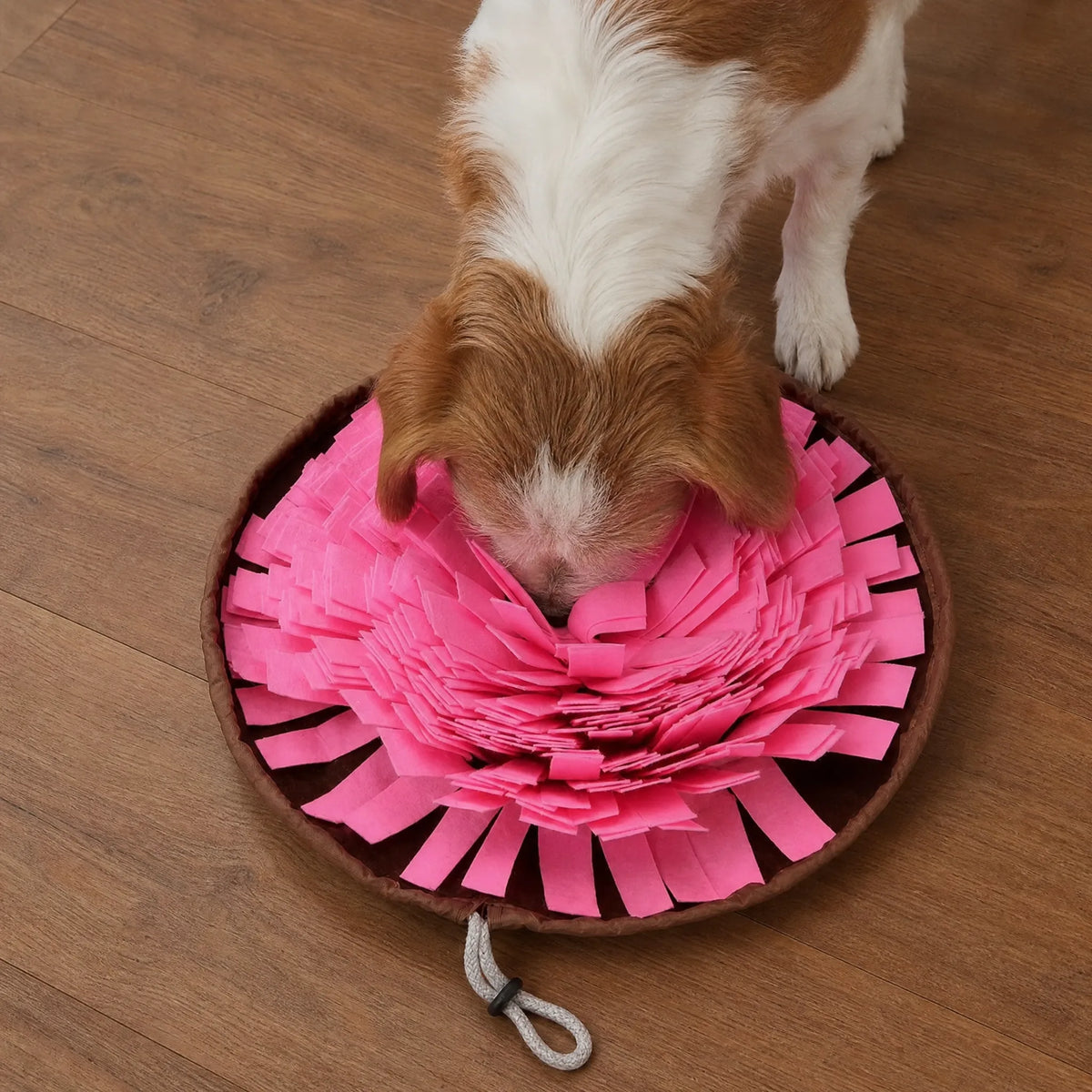 Cane dall alto sul tappetino olfattivo in feltro
