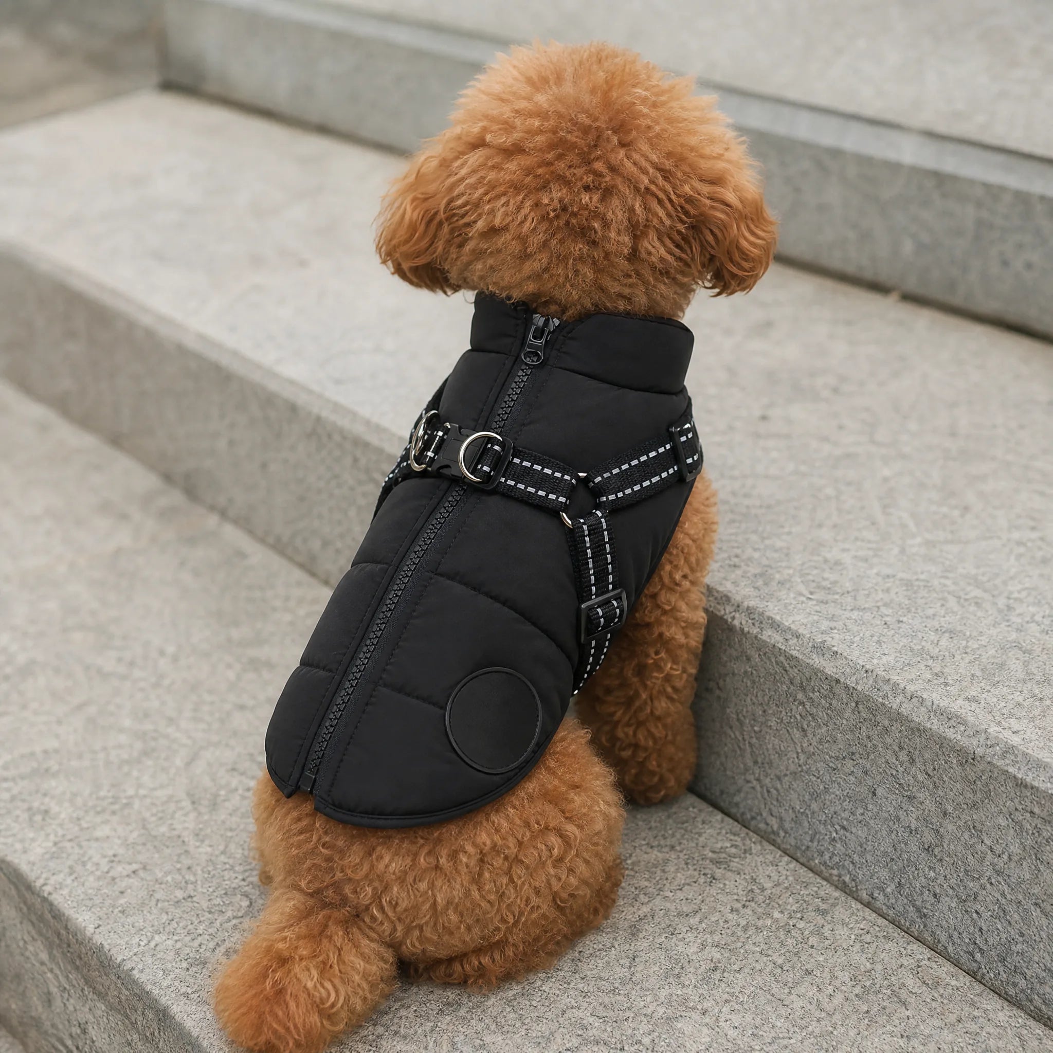 Gilet cane due zampe zip dorsale - vista da dietro