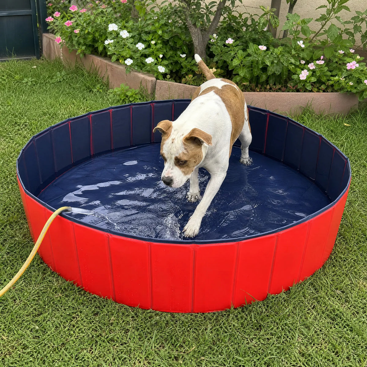 Cane che entra nella piscina pieghevole per cani rossa e blu sul prato