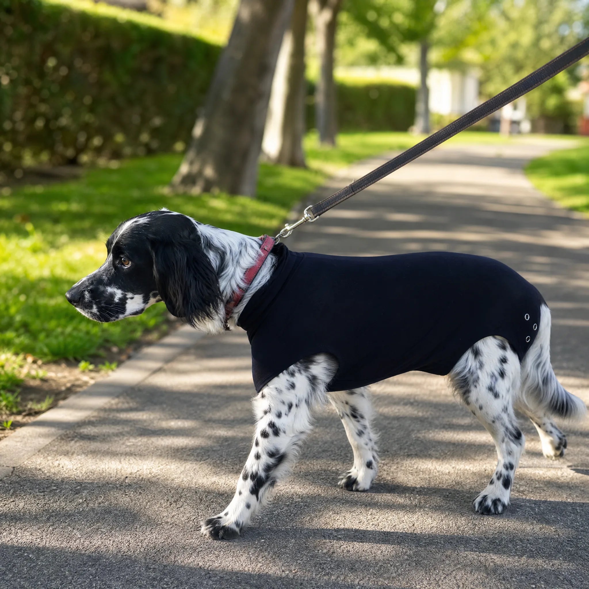 Cane al guinzaglio nel parco con il body post operatorio nero