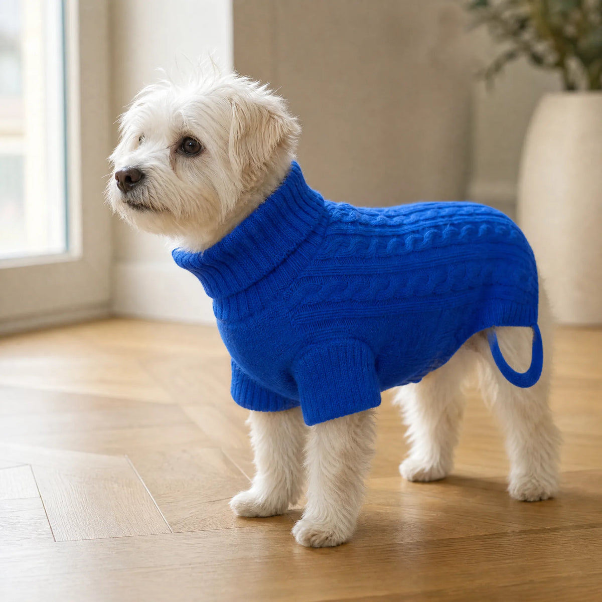 Cagnolino bianco con maglioncino dolcevita in maglia in casa