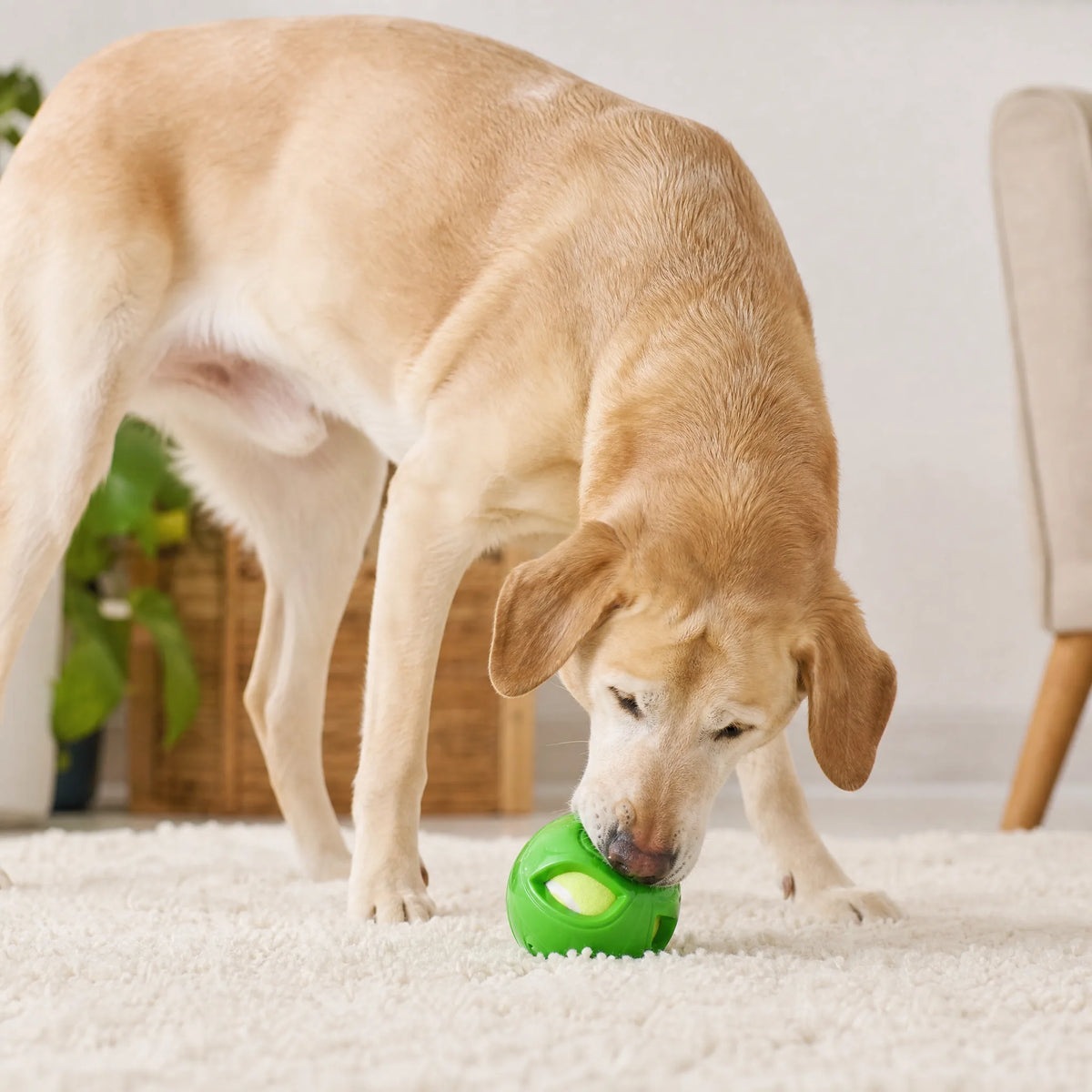 Cane che lavora la palla gomma tennis in casa