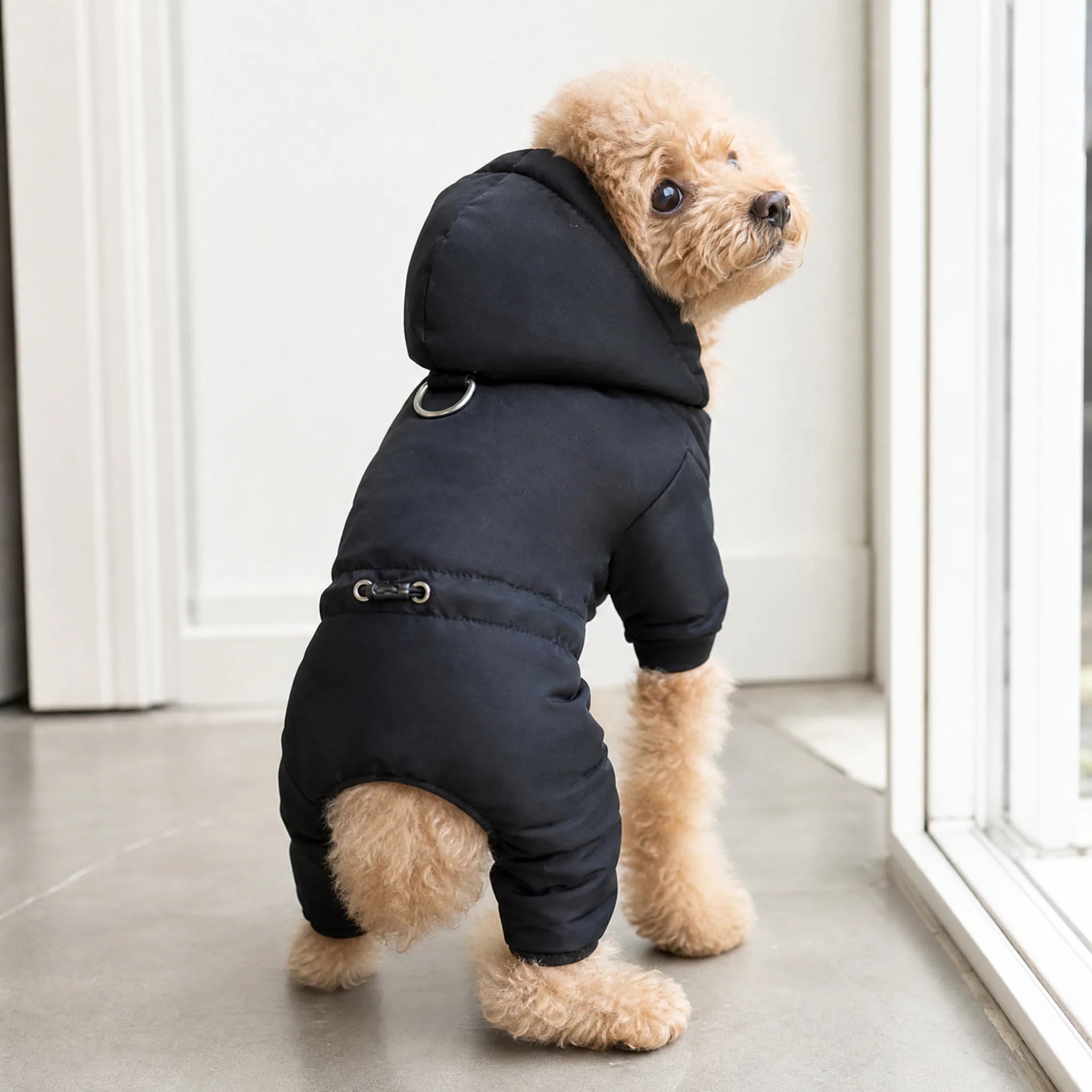 Cane con tuta invernale cappuccio pronto per uscire
