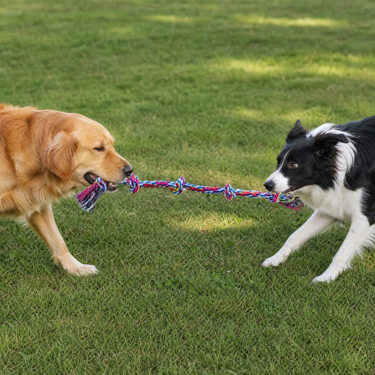 Due cani giocano tug con corda multicolore