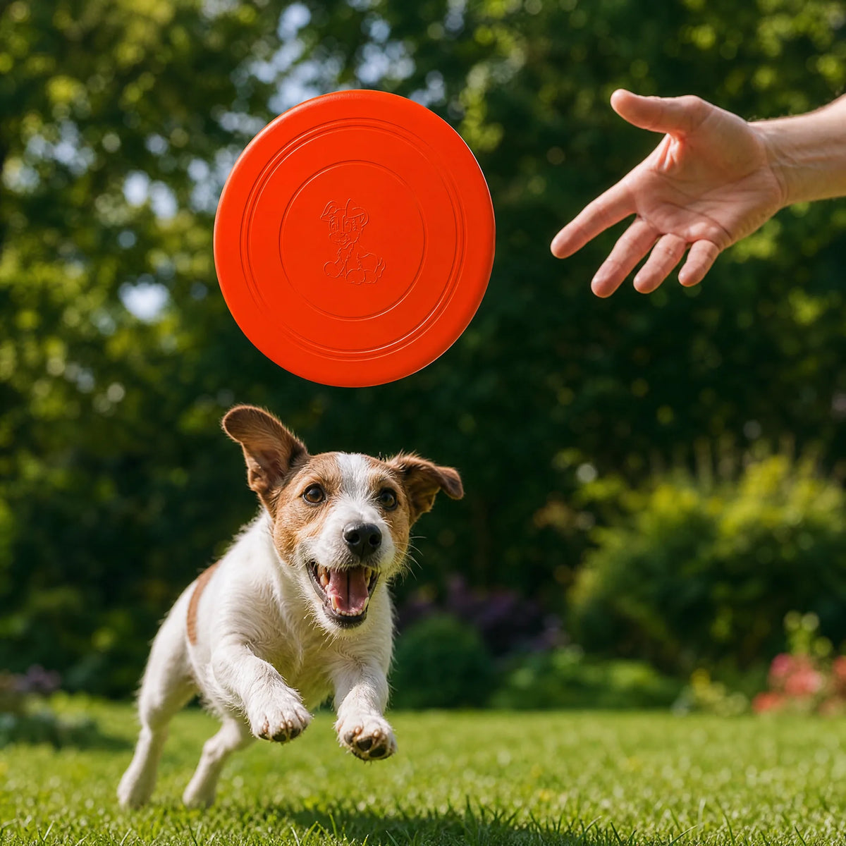 Frisbee per cani - gioco outdoor con il cane