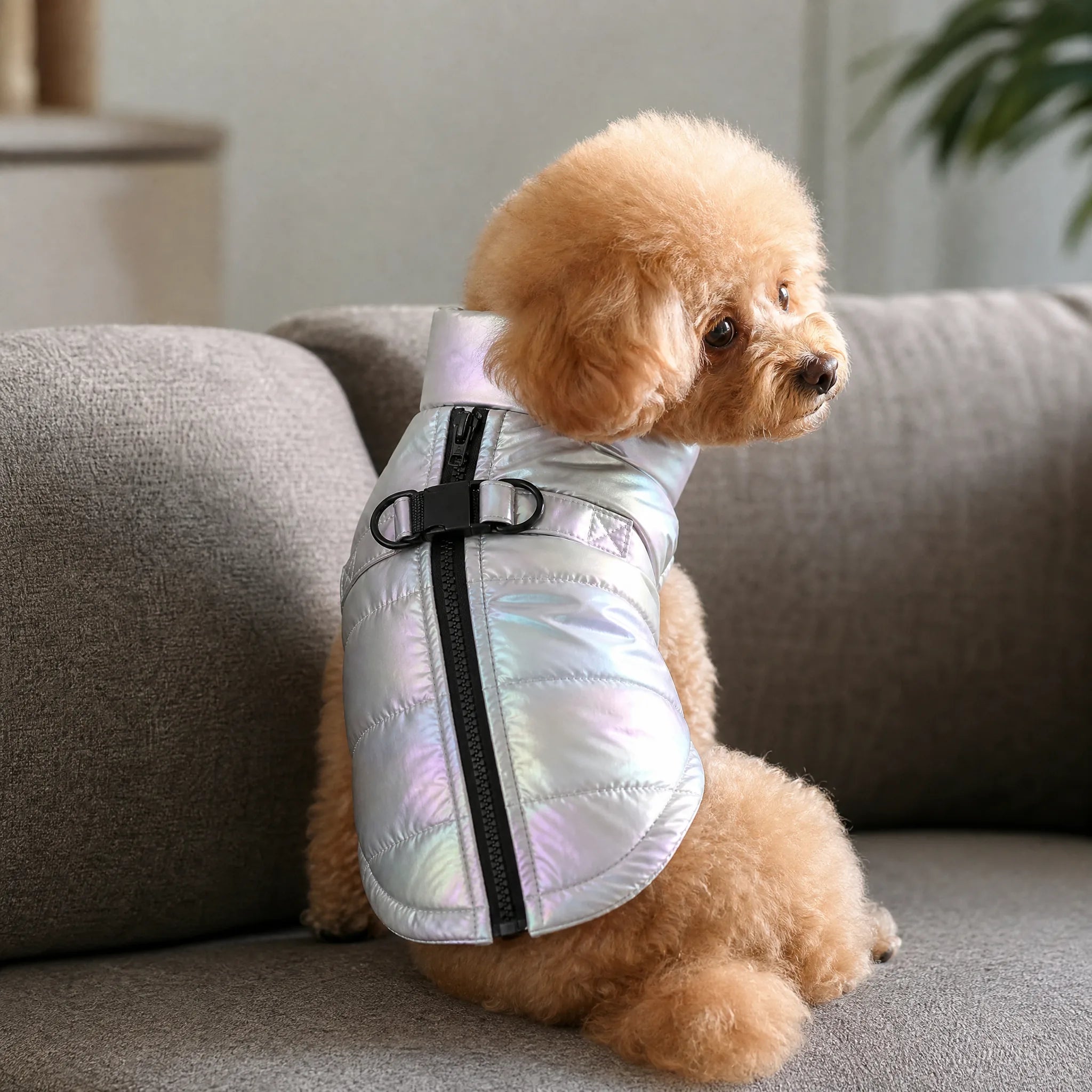 Cane con gilet iridescente argento sul divano
