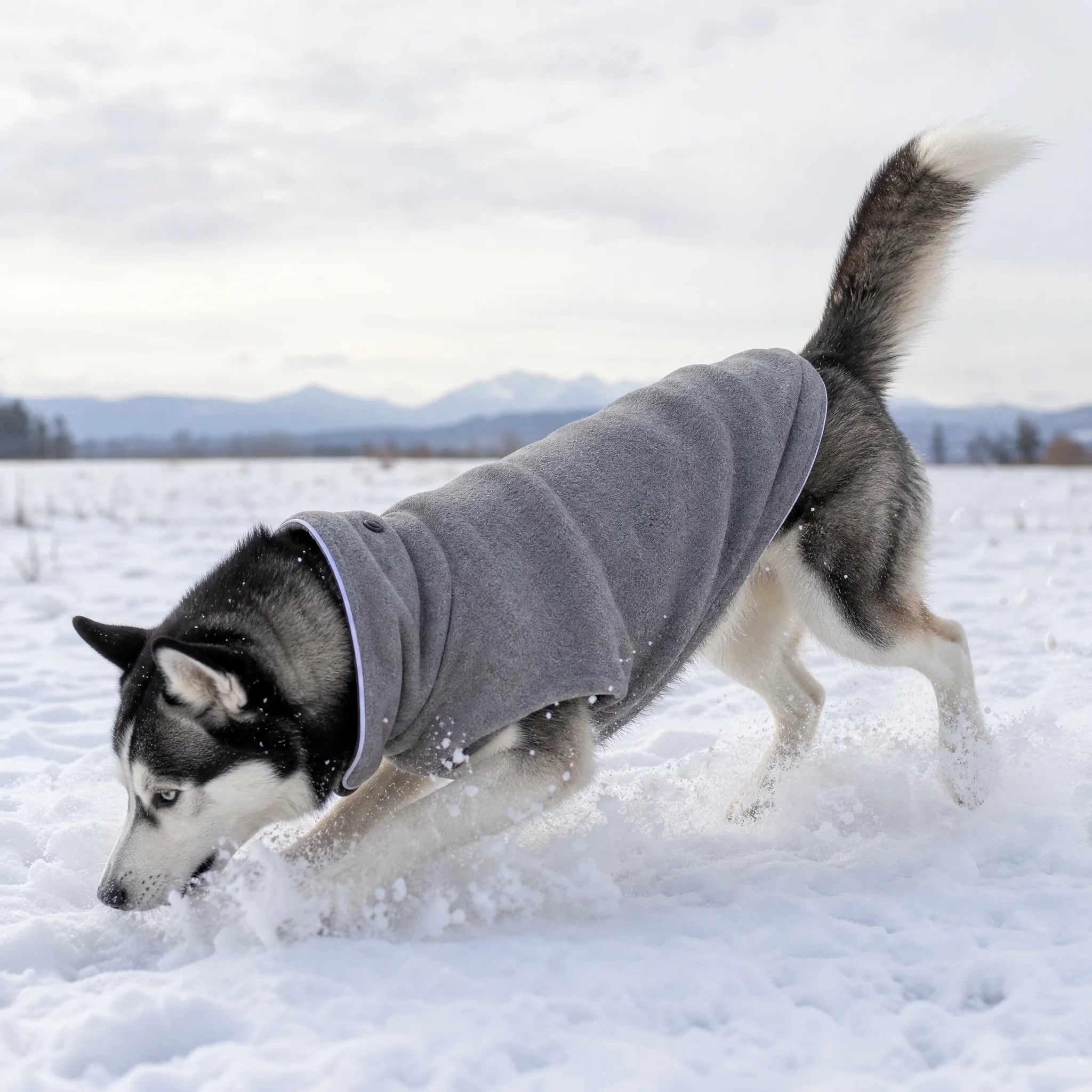 Husky siberiano con cappotto invernale in pile grigio per cani che gioca da solo nella neve fresca