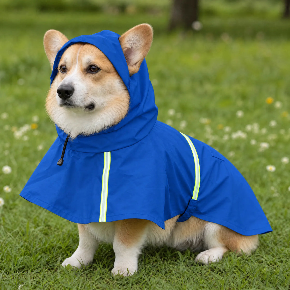 Cane seduto sul prato con la mantella impermeabile blu