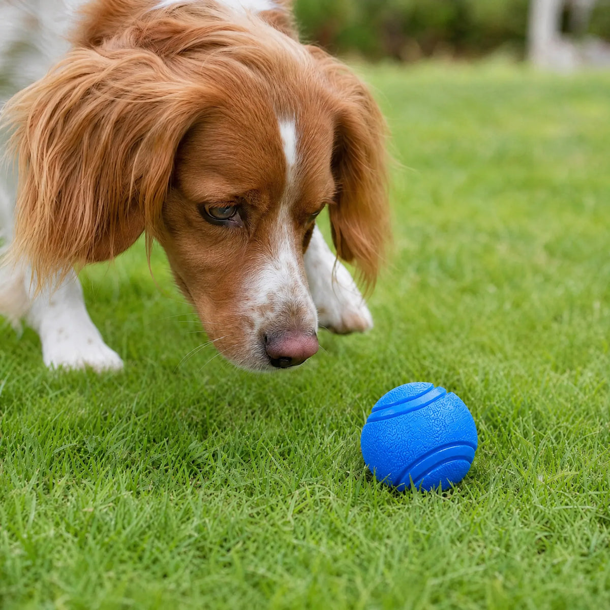 Cane che annusa sul prato la palla in gomma blu