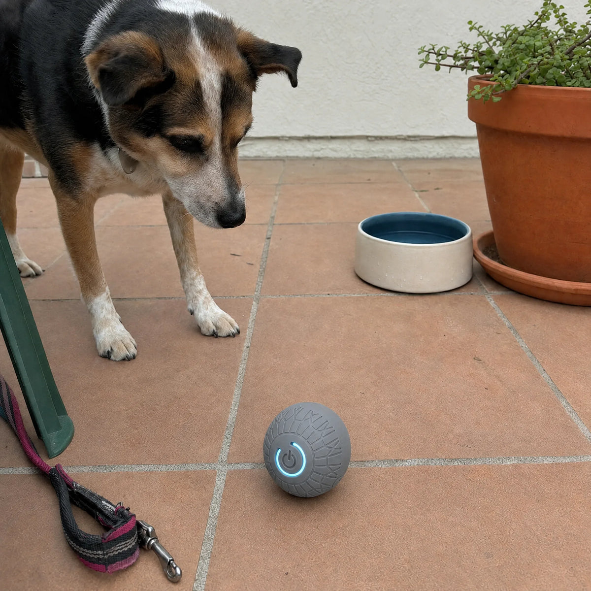 Cane osserva la palla interattiva grigia su un terrazzo assolato