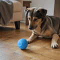 Cane sdraiato osserva incuriosito la palla robotica blu su un pavimento in parquet