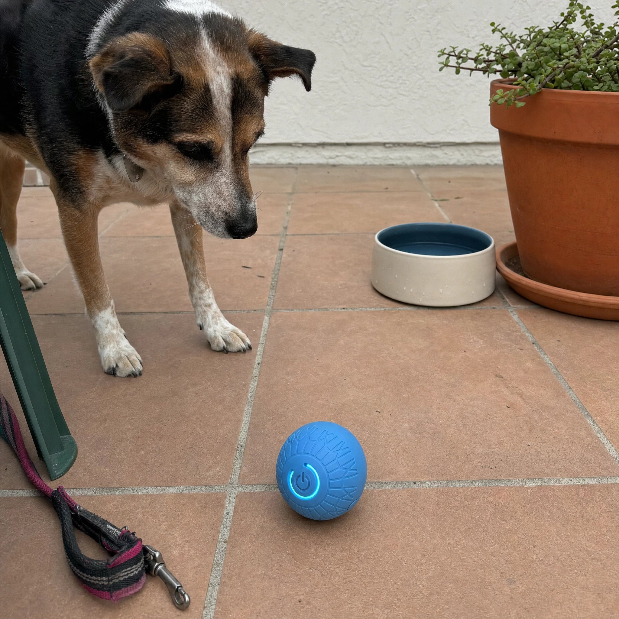 Cane osserva incuriosito la palla robotica blu su un terrazzo assolato