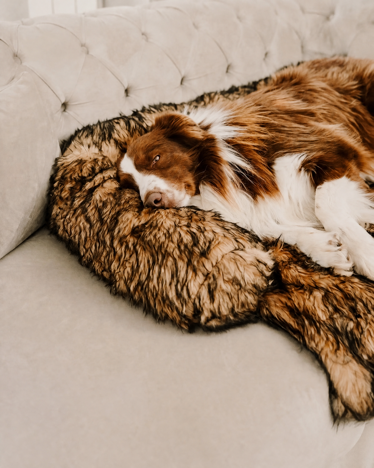 Copridivano per cani, bordi imbottiti
