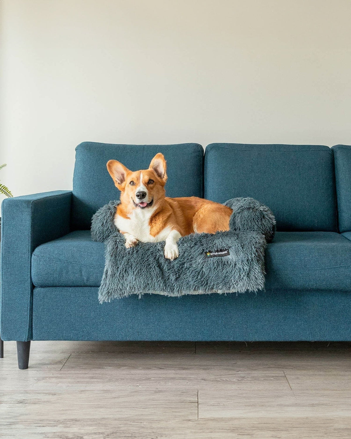 Felici Insieme - Copridivano per Cani, Grigio scuro, Piccola