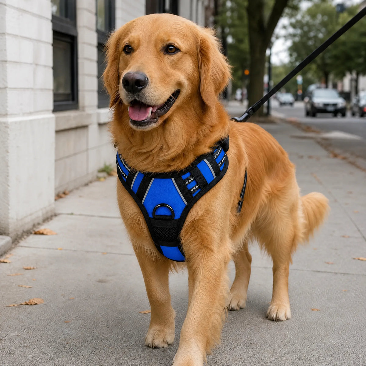 Cane a passeggio in citta con pettorina gilet riflettente blu