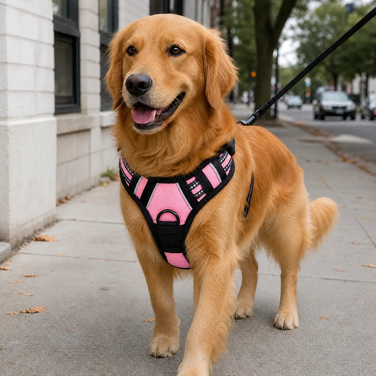Cane a passeggio in citta con pettorina gilet riflettente rosa