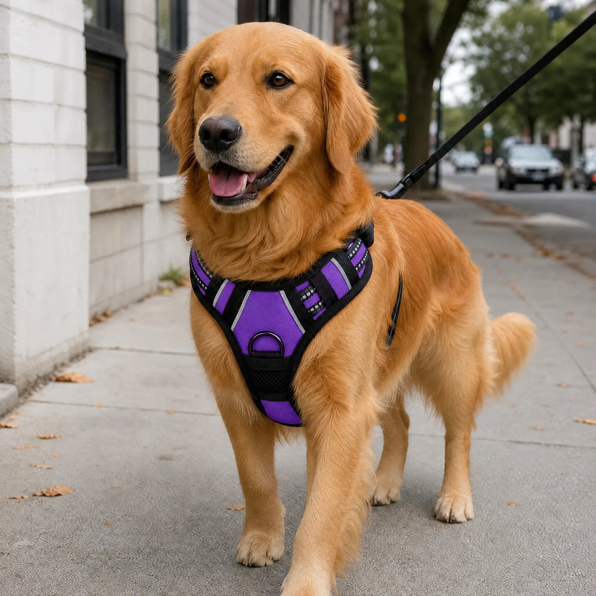 Cane a passeggio in citta con pettorina gilet riflettente viola