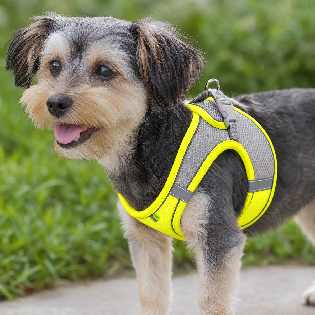 Cagnolino all aperto con la pettorina in mesh giallo fluo e grigia