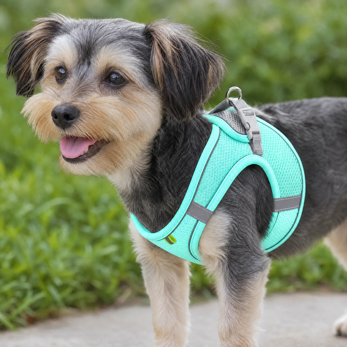Cane che passeggia con la pettorina in mesh verde menta e il guinzaglio riflettente