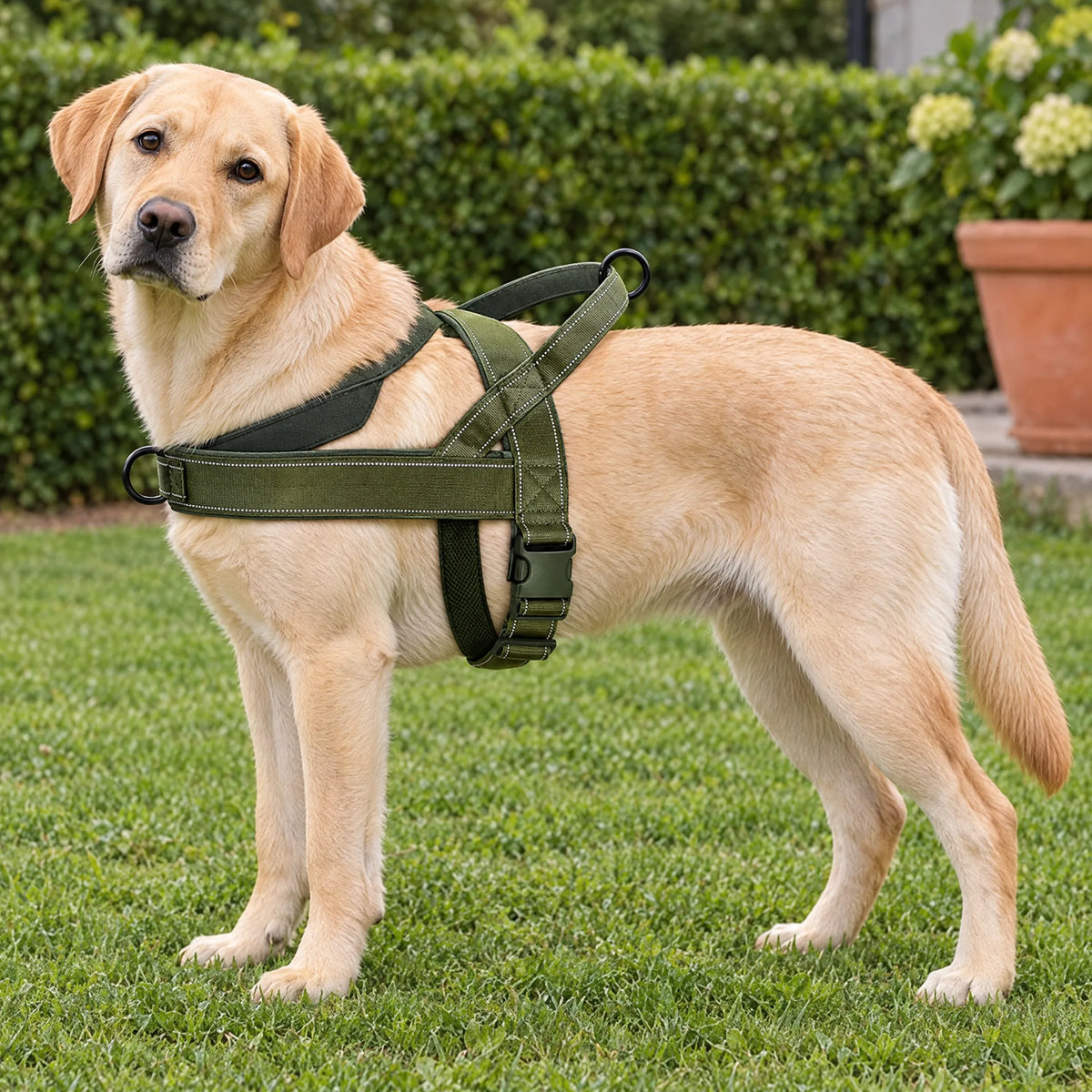 Labrador in giardino con pettorina tattica verde militare anti trazione