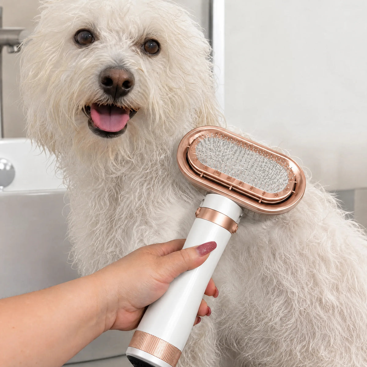 Cane asciugato in bagno con il phon con spazzola bianco