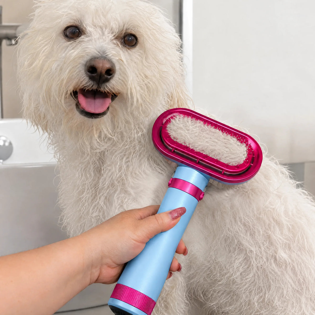 Cane asciugato in bagno con il phon con spazzola blu
