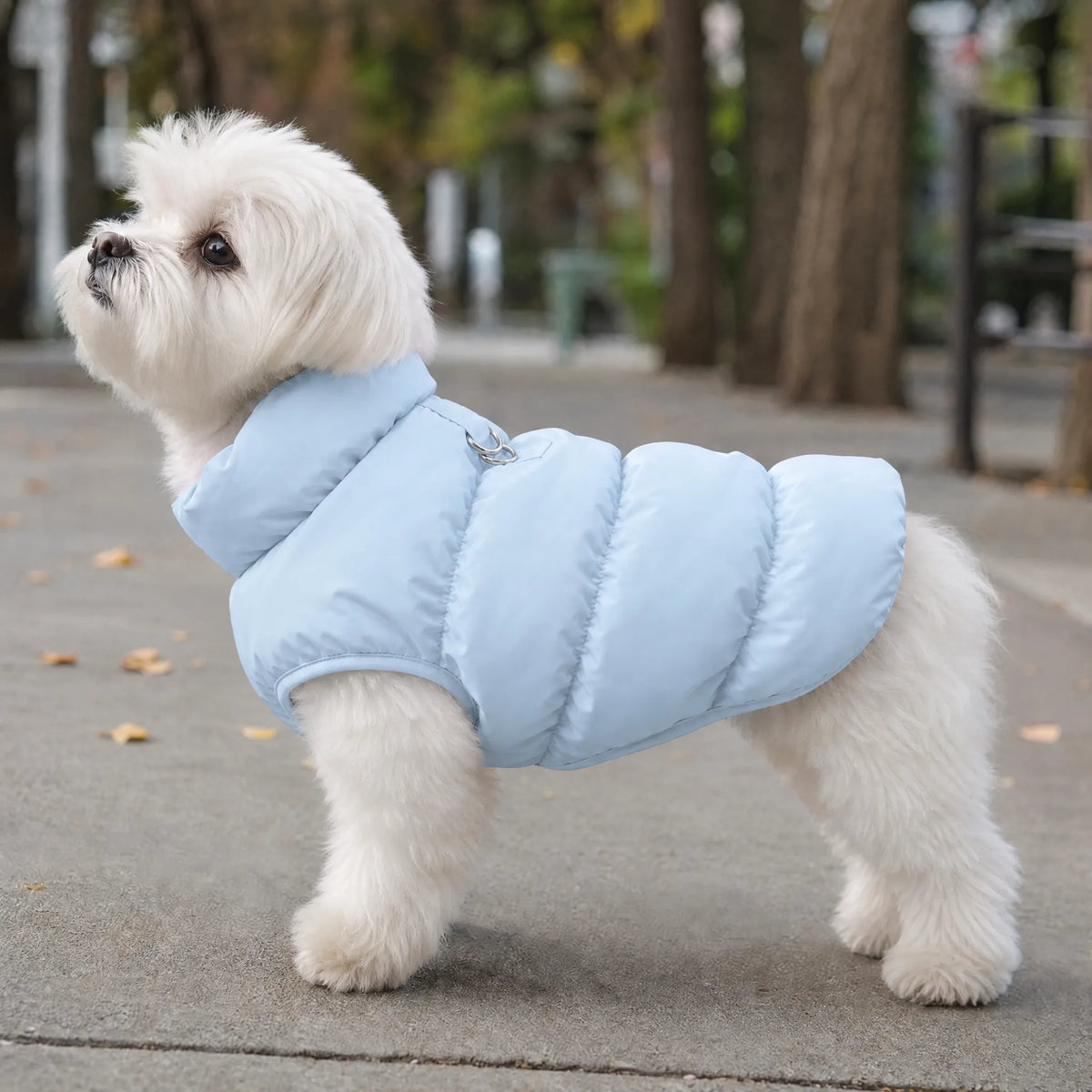 Cane piccolo in citta con piumino smanicato azzurro a collo alto