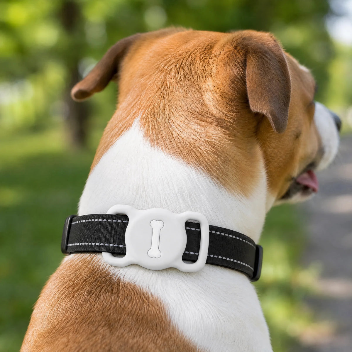 Cane al parco con porta AirTag bianco sul collare nero
