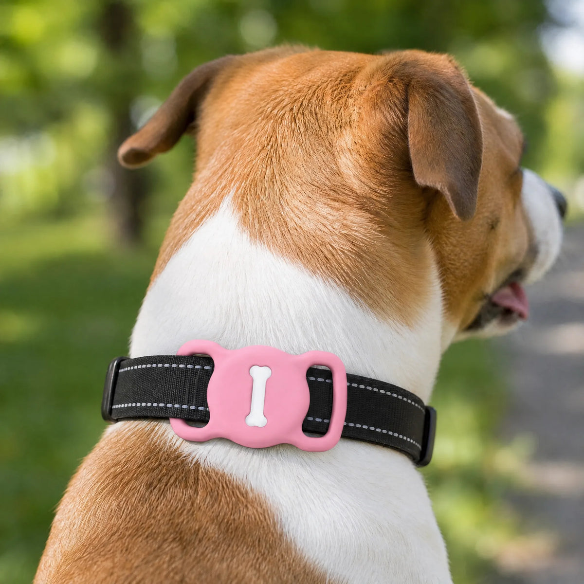 Cane al parco con porta AirTag rosa sul collare nero