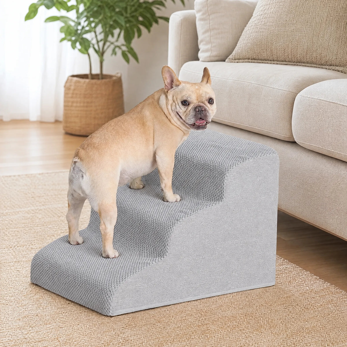 Cane che sale su una scaletta a 3 gradini color grigio accanto al divano