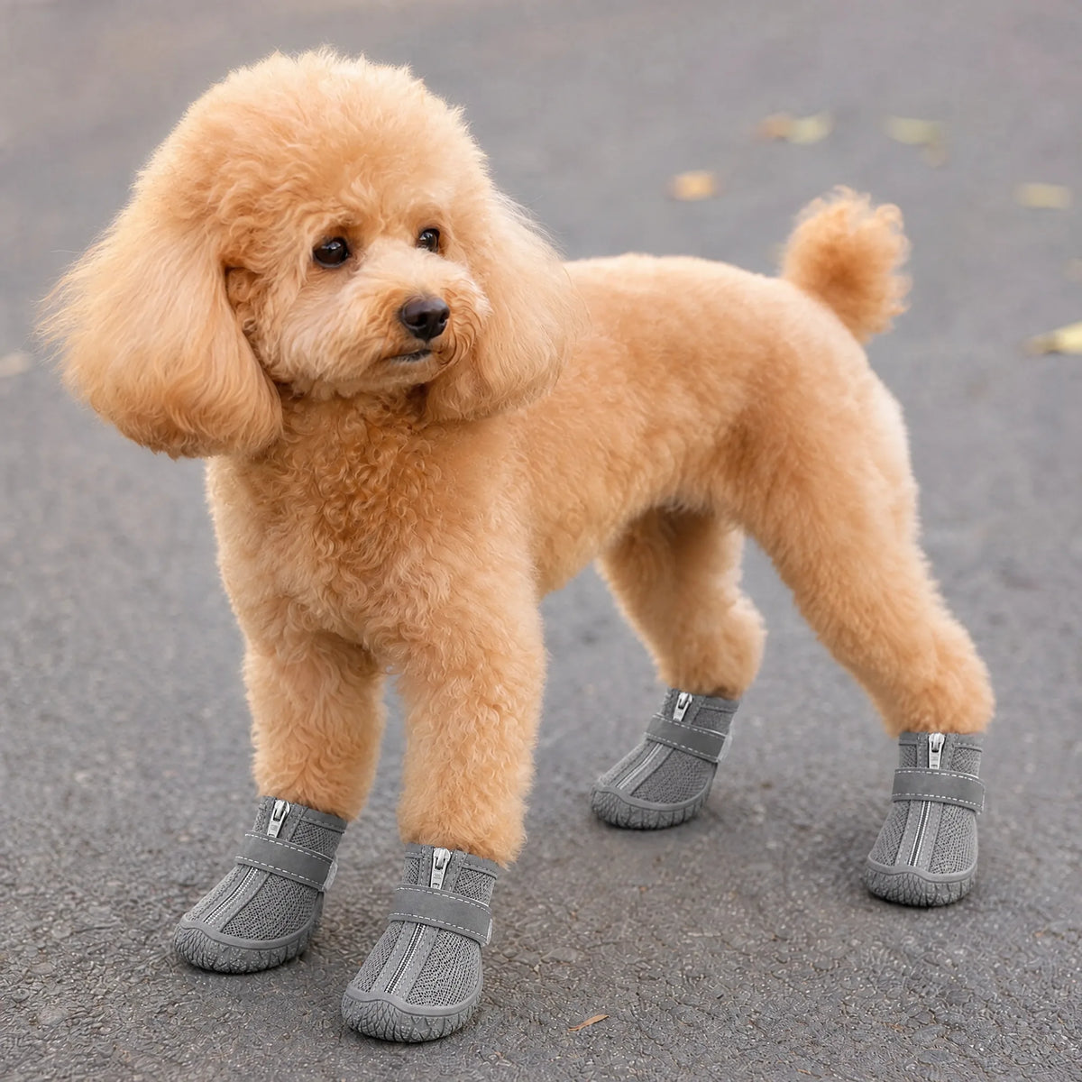 Cane in passeggiata su asfalto con le scarpe antiscivolo in mesh grigie