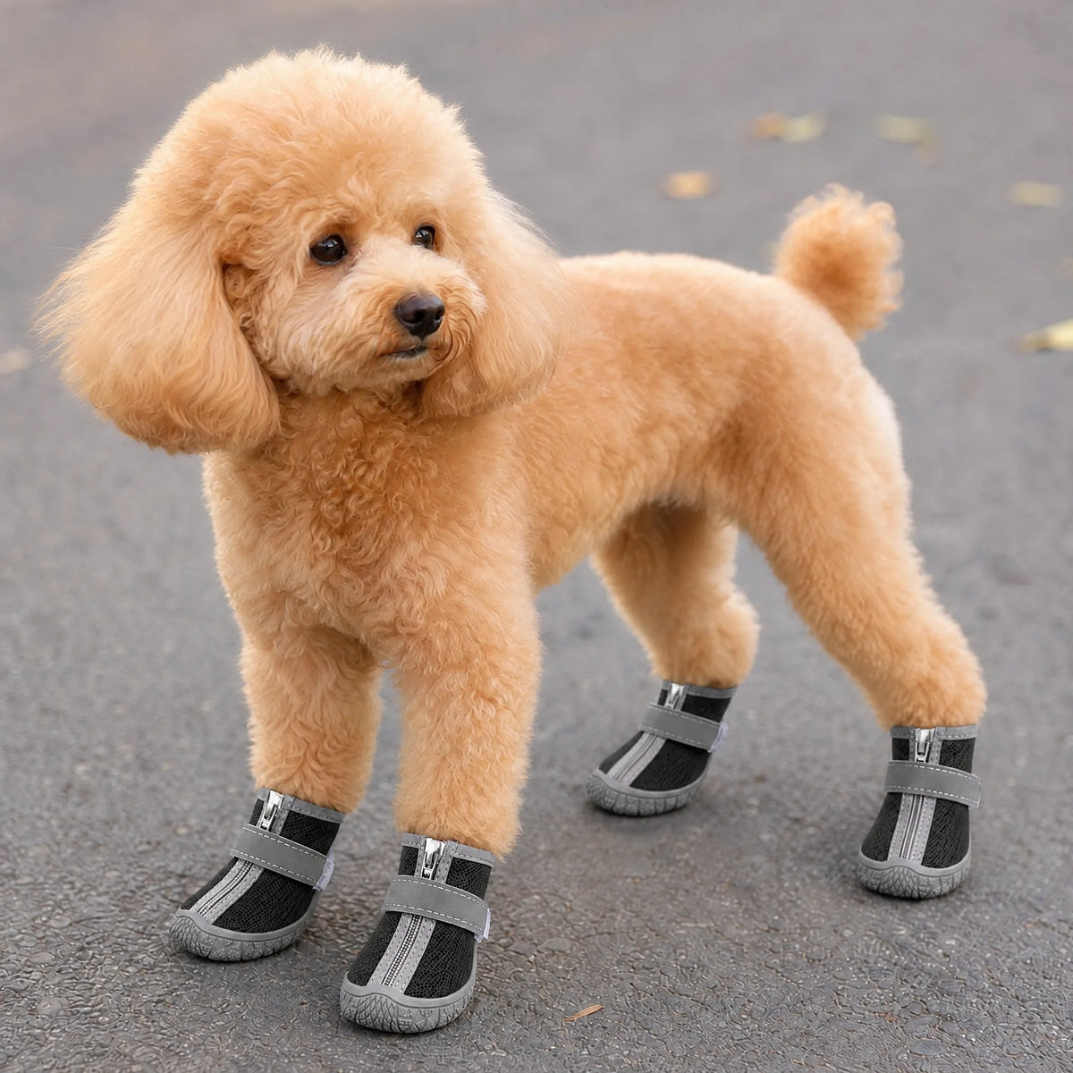 Cane in passeggiata su asfalto con le scarpe antiscivolo in mesh nere