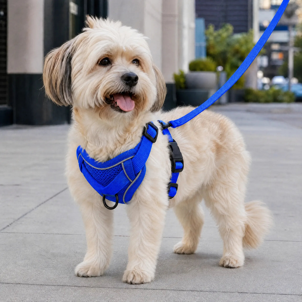 Cagnolino che passeggia in citta con set pettorina e guinzaglio blu