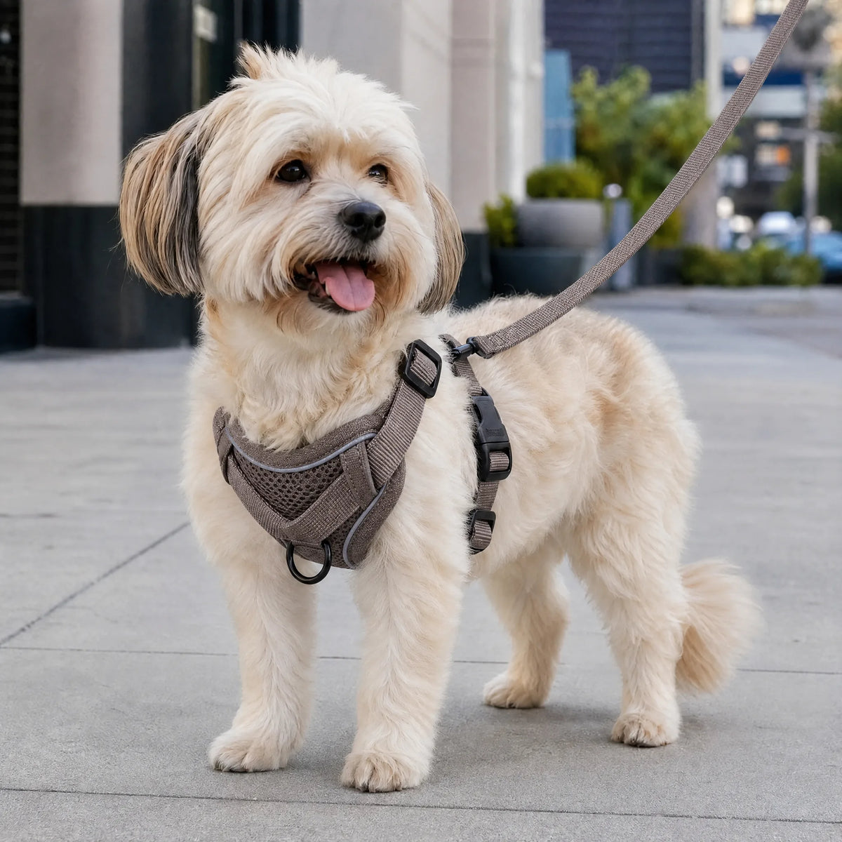 Cagnolino che passeggia in citta con set pettorina e guinzaglio color caffe