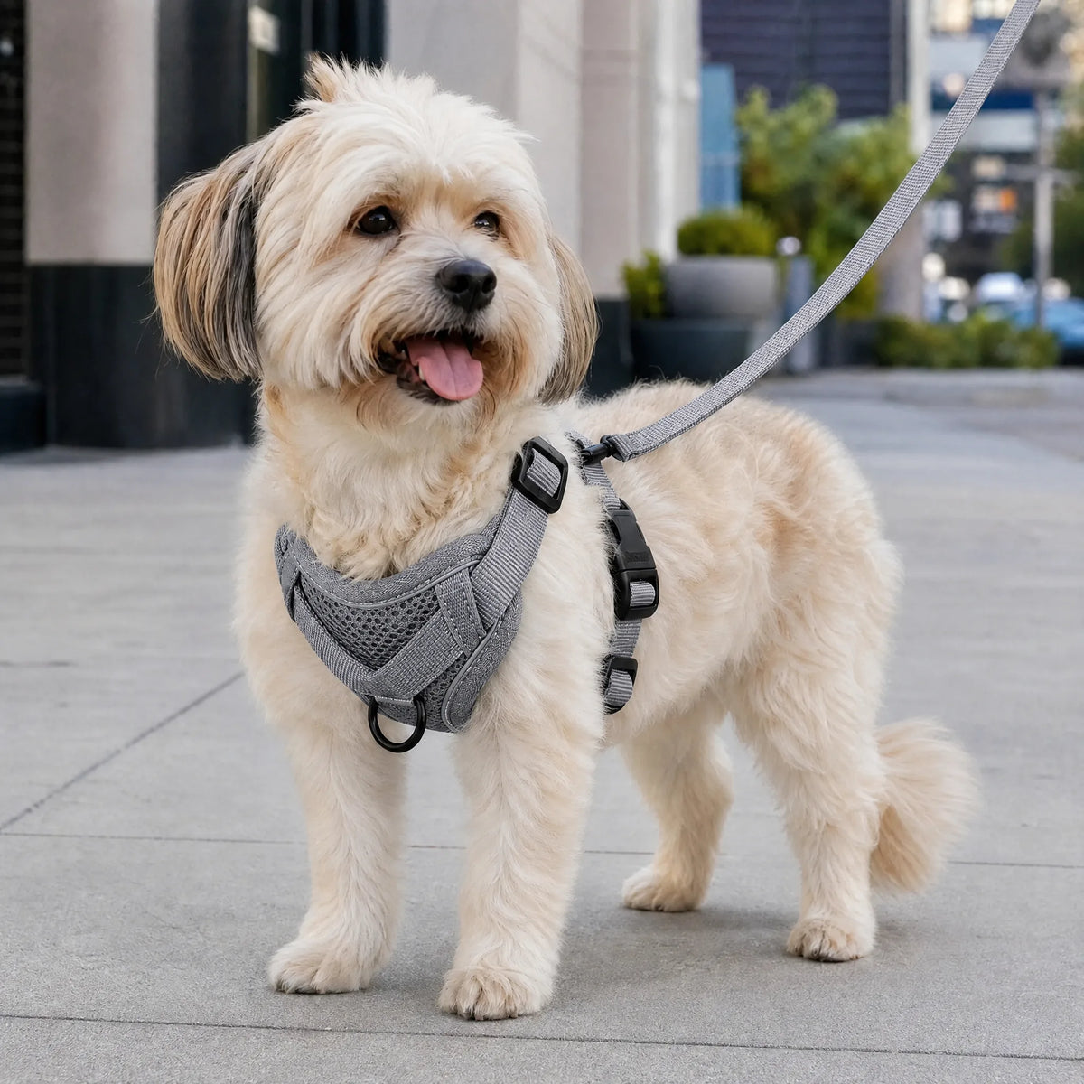 Cagnolino che passeggia in citta con set pettorina e guinzaglio grigio