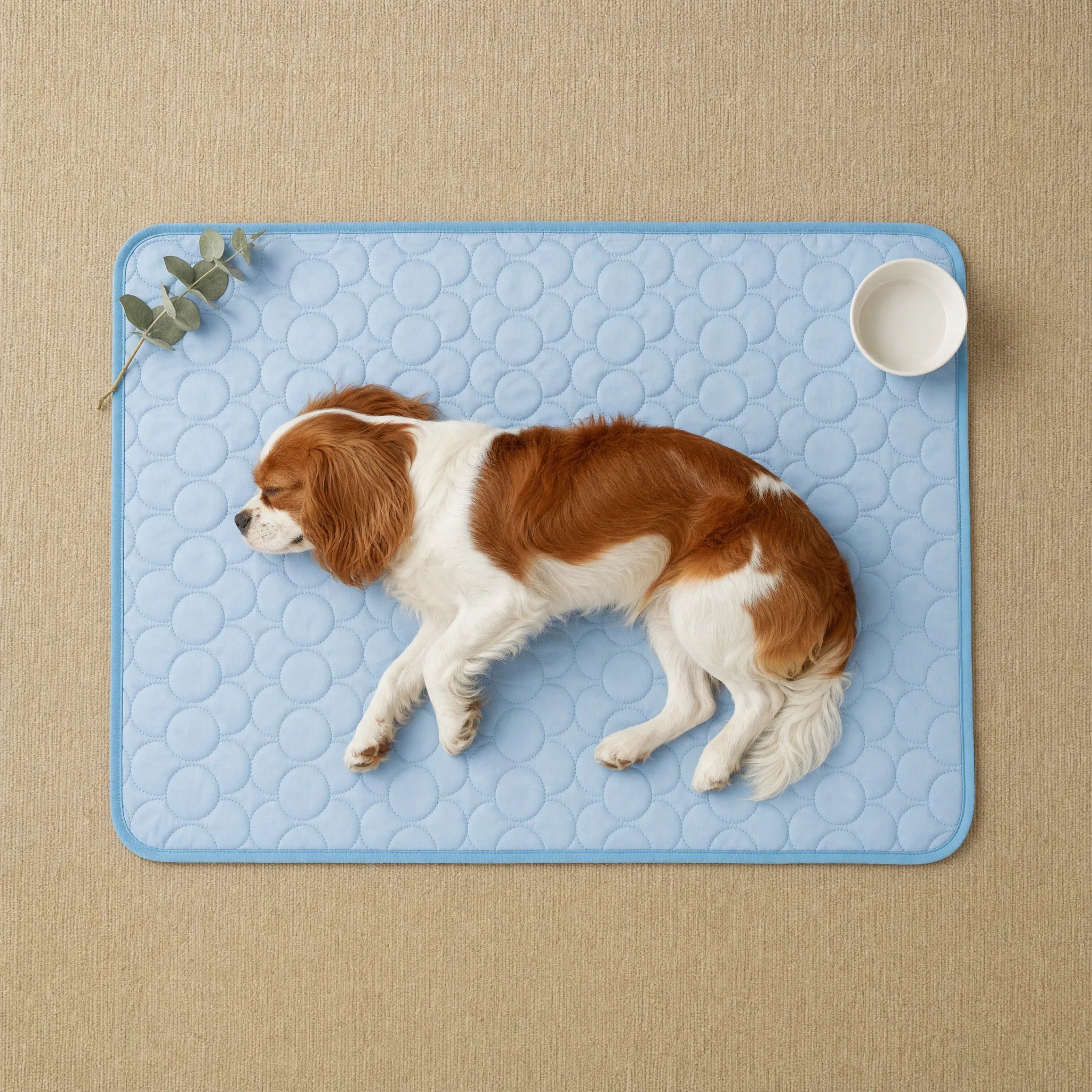 Cavalier King Charles disteso sul tappetino rinfrescante, vista dall'alto