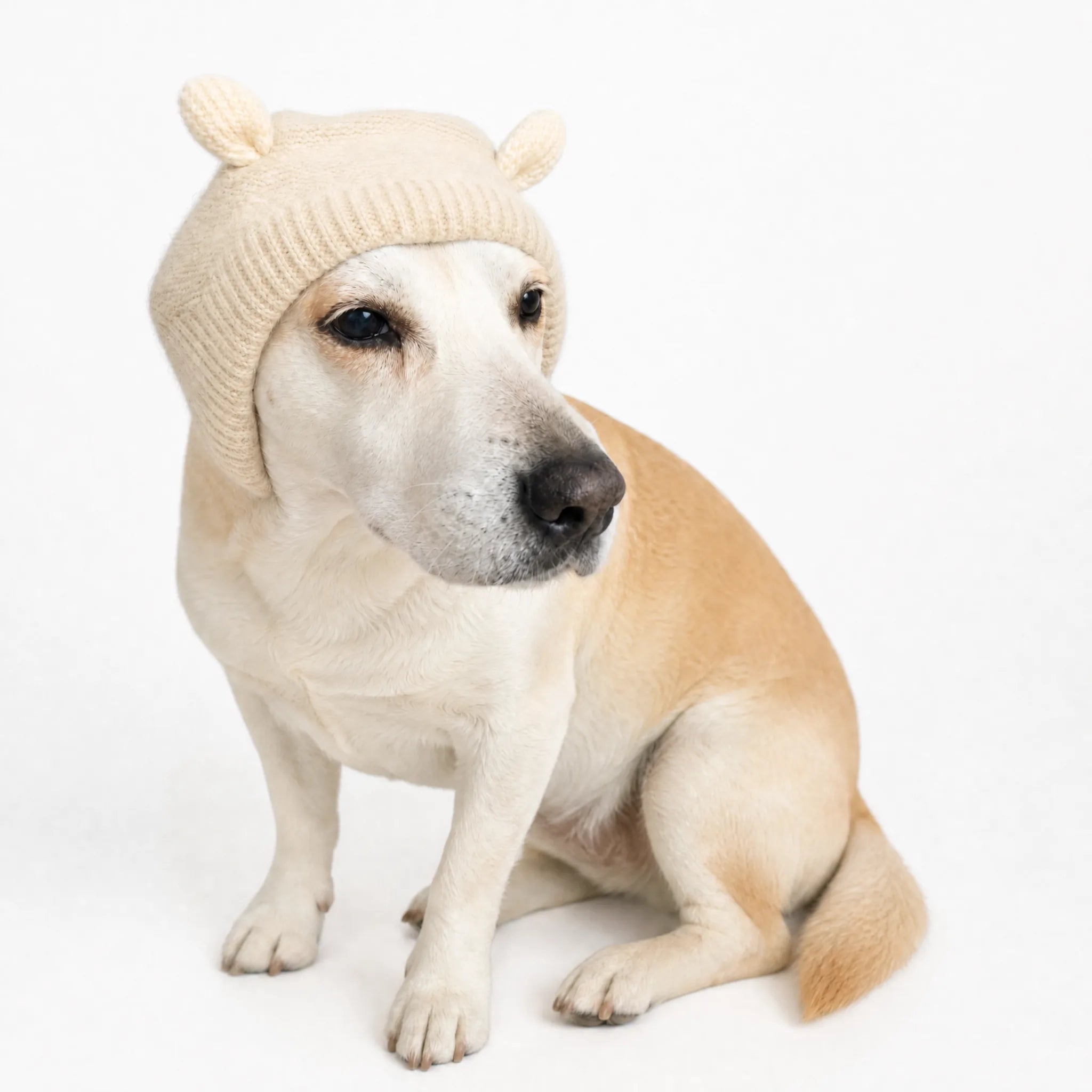 Cuffia antirumore per cani colore beige
