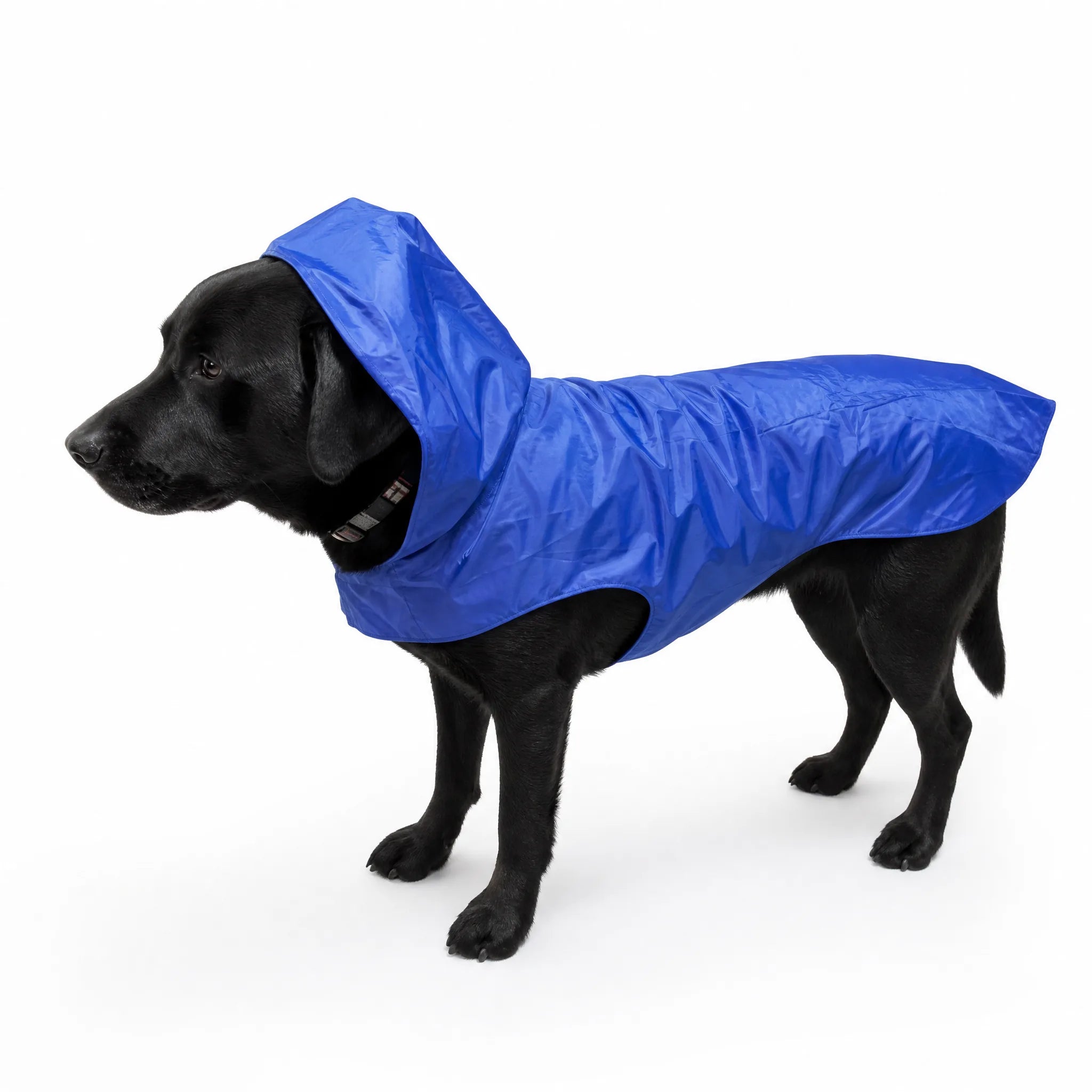 Poncho impermeabile per cani blu con cappuccio, vista prodotto su bianco