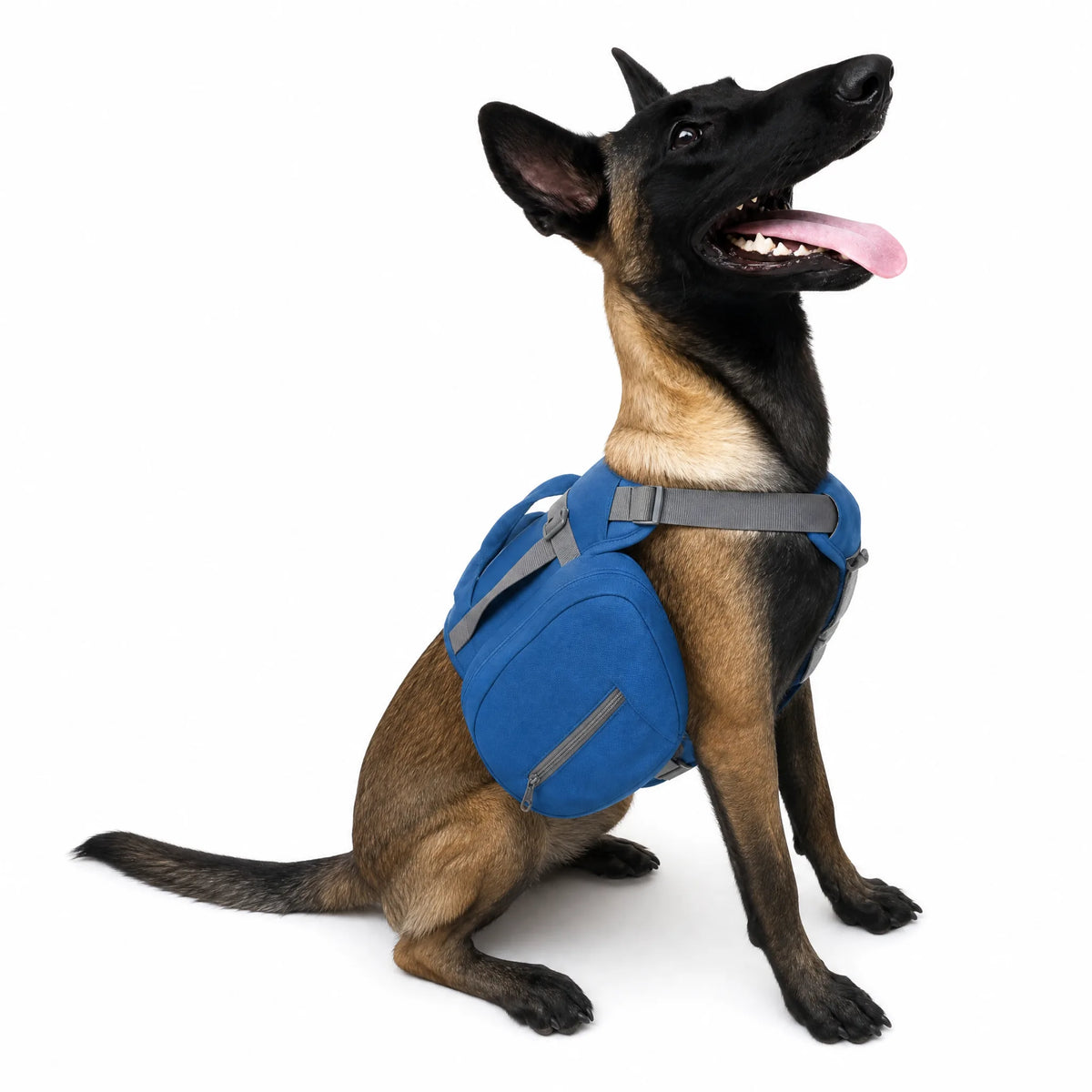 Zainetto per cani da trekking blu con cinghie grigie su sfondo bianco