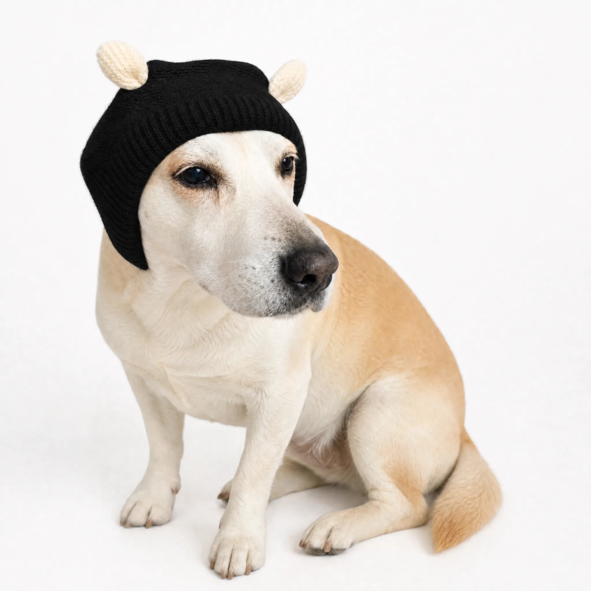 Cuffia antirumore per cani colore nero