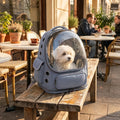 Cagnolino bianco nello zaino trasportino trasparente blu su una panchina di un dehors